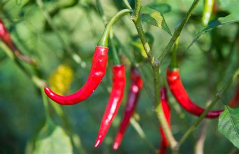 chiles de arbol