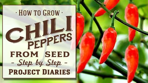 chillies and peppers from garden to table the complete guide PDF