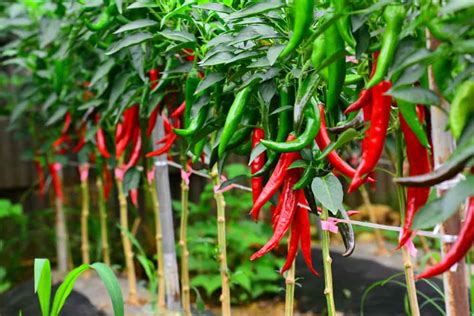 chillies and peppers from garden to table the complete guide PDF