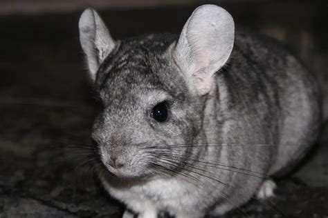 chinchilla 中文