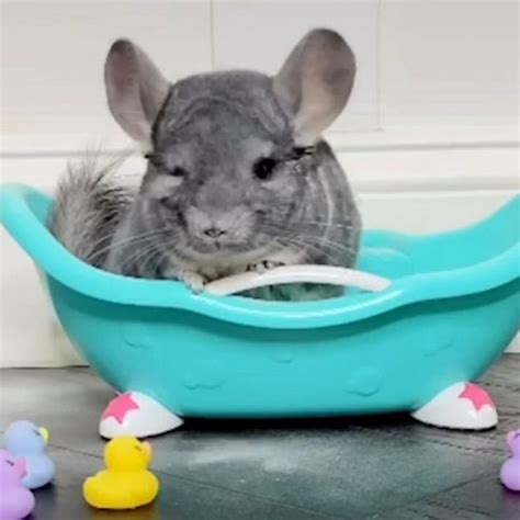 chinchilla bath