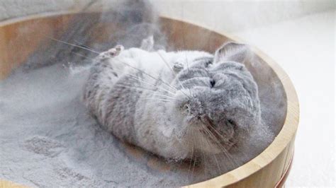 chinchilla dust