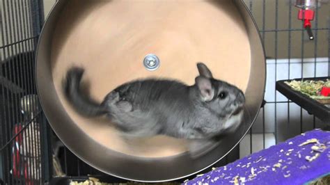 chinchilla on a wheel