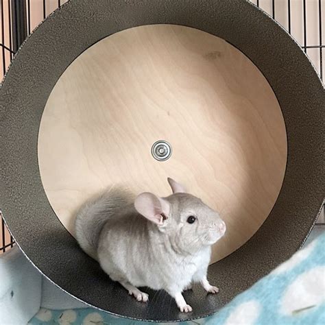 chinchilla wheel