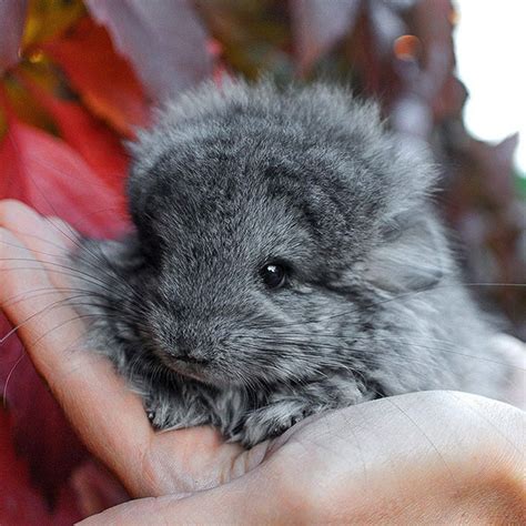 chinchillas babies