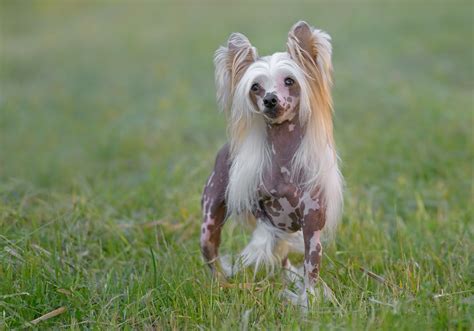 chinese crested dog