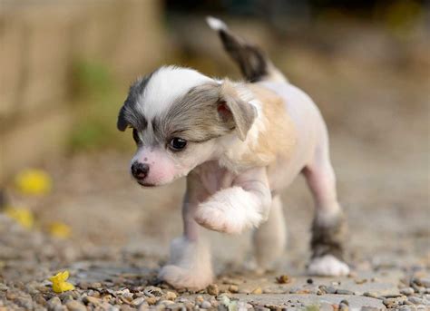 chinese crested dog puppy