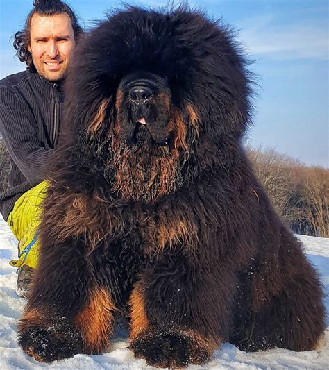 chinese tibetan mastiff