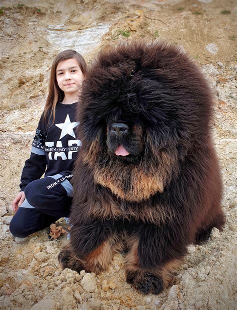 chinese tibetan mastiff for sale