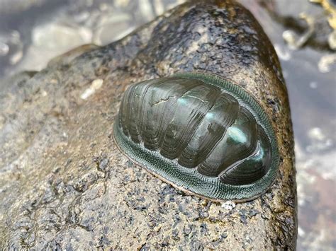 chiton