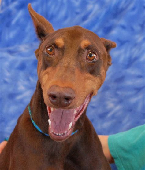 chocolate doberman pinscher