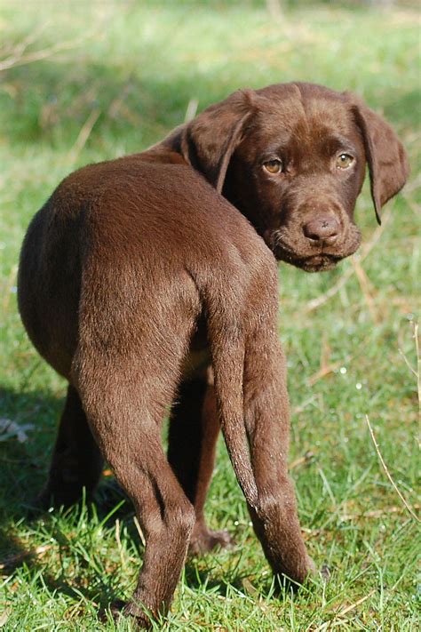 chocolate lab puppies nc