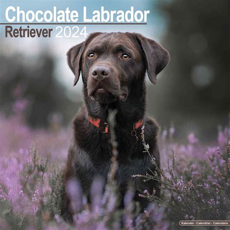 chocolate lab retriever puppies calendar Doc