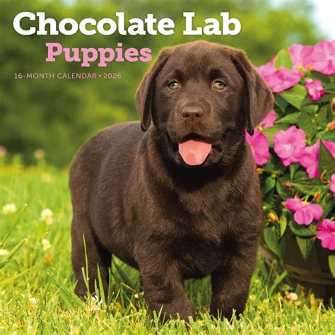 chocolate lab retriever puppies calendar Doc