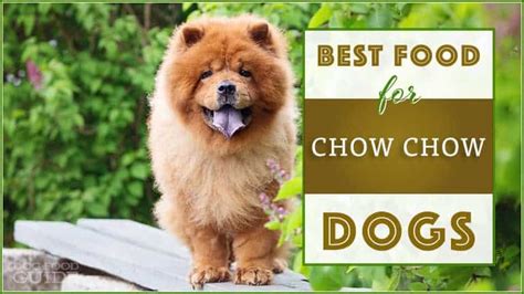 chow chow dog food