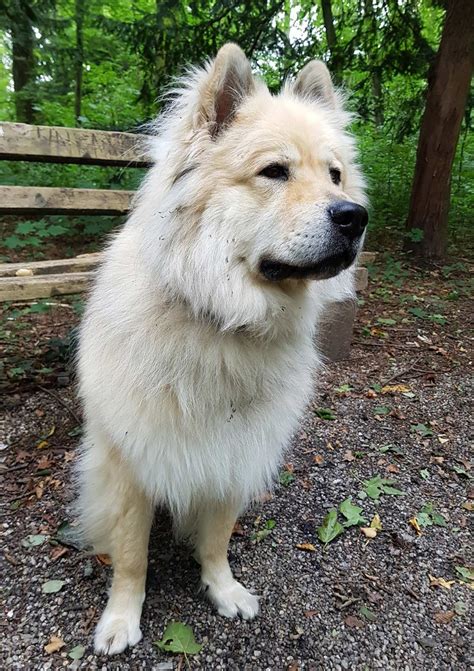 chow husky mix