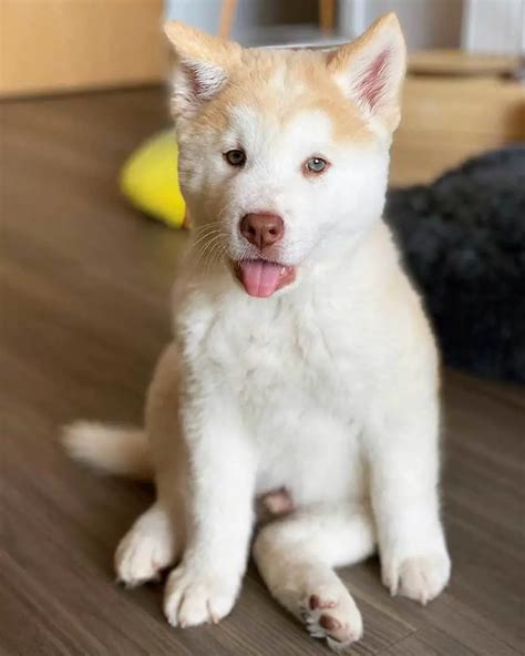 chow husky mix dog