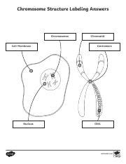 chromosome study answers key Reader