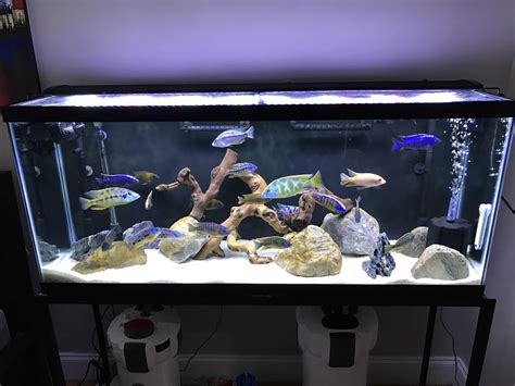 cichlid aquarium