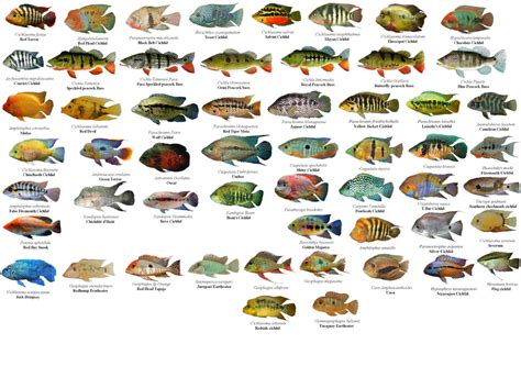 cichlids from central america PDF