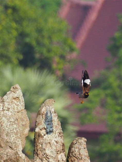 circle of stones with bird flight