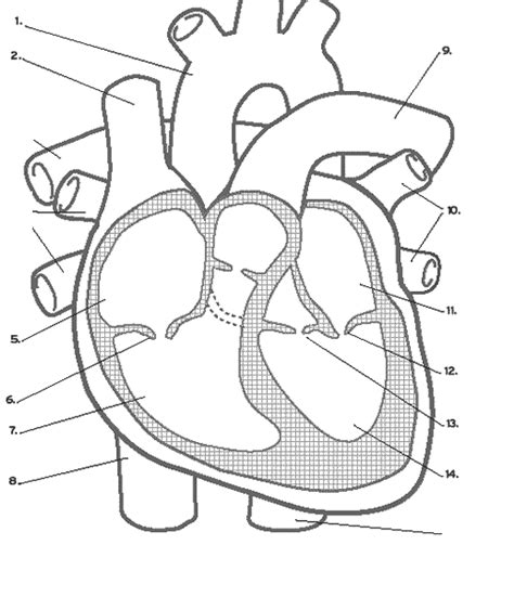 circulatory system blank diagram Kindle Editon