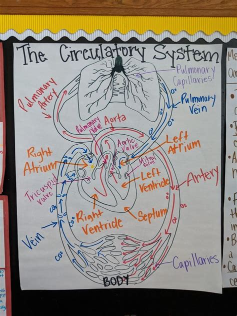circulatory system pictorial input Epub