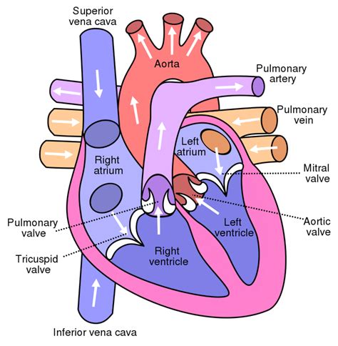circulatory system show me science ebook Epub