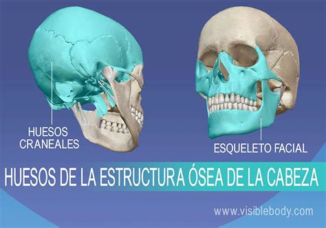 cirug a est tica del esqueleto facial cirug a est tica del esqueleto facial Epub