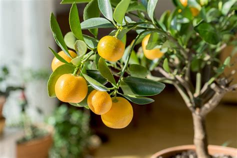 citrus how to grow and use citrus fruits flowers and foliage PDF