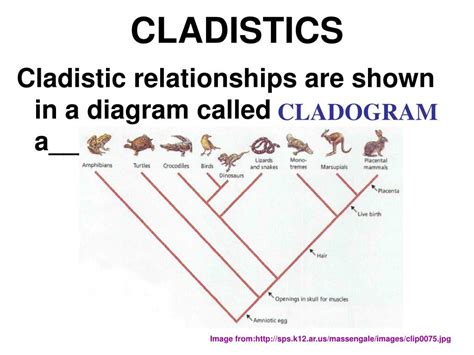 cladistics