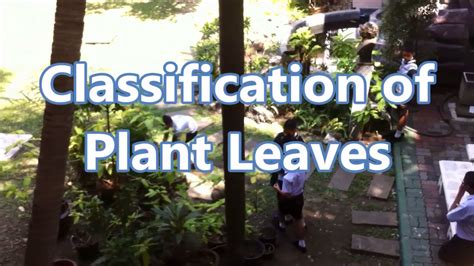 classifying leaves lab 11 answer key Doc