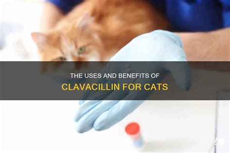 clavacillin for cats