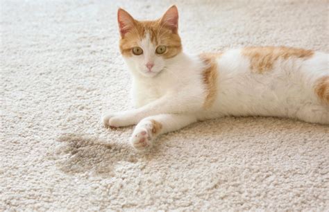 clean cat urine from rug