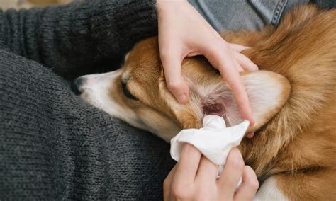 cleaning dog ears