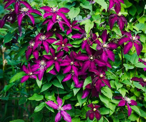 clematis fertilizer