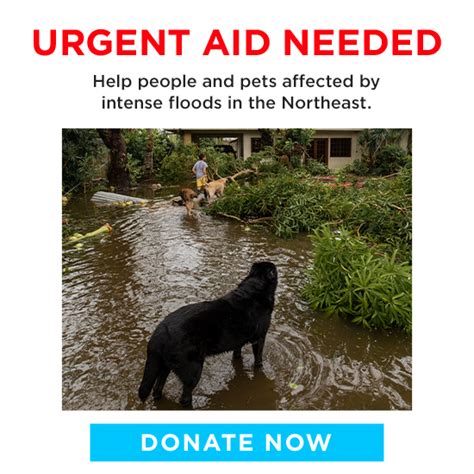 click to give animal rescue site