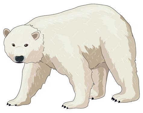 clip art of polar bear