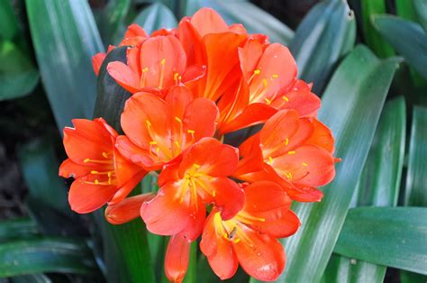 clivias