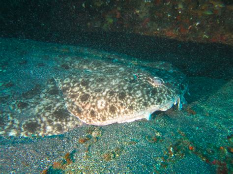 clouded angel shark