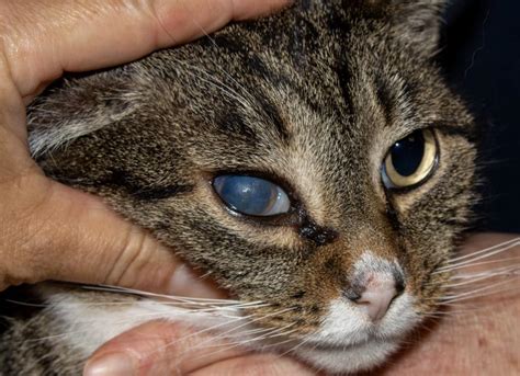 cloudy eye in cat