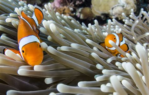 clownfish and sea anemones clownfish and sea anemones PDF