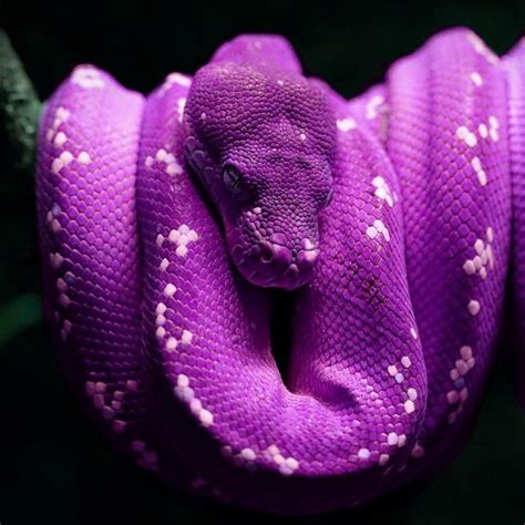 cobra roxo