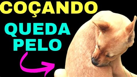 coceira em cachorro