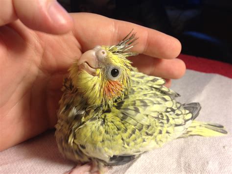 cockatiel baby