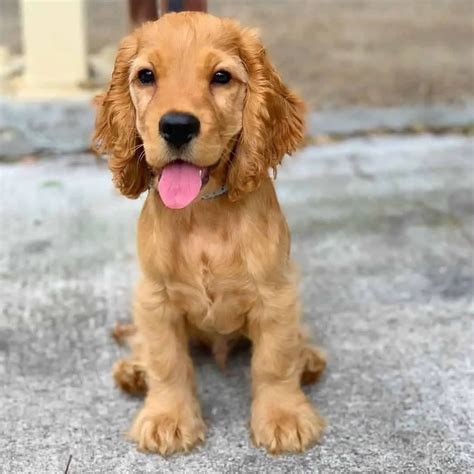 cocker spaniel mini