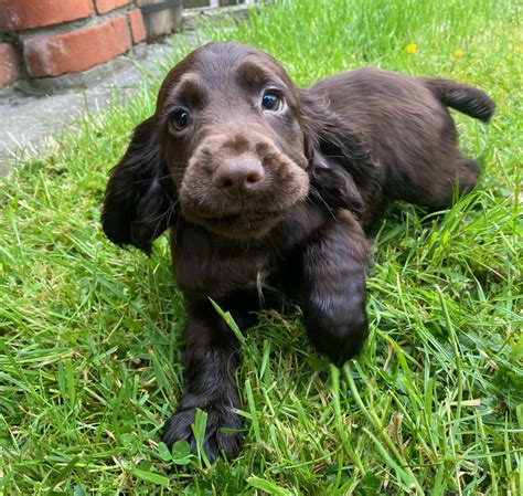 cocker spaniel puppies for sale