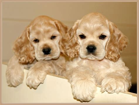 cocker spaniel puppies near me