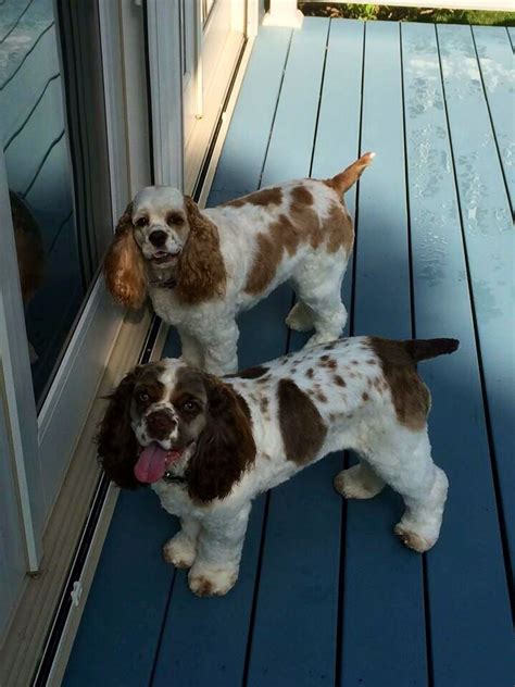 cocker spaniel short hair