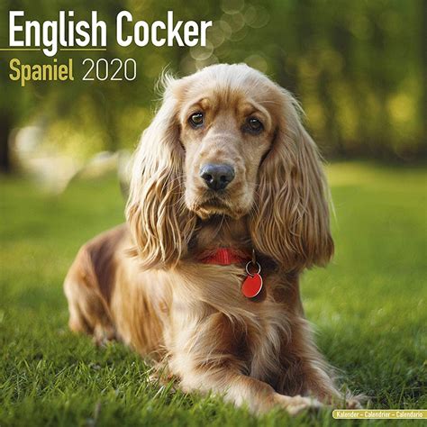 cocker spaniels calendar multilingual edition Epub